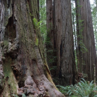 Sequoia sempervirens